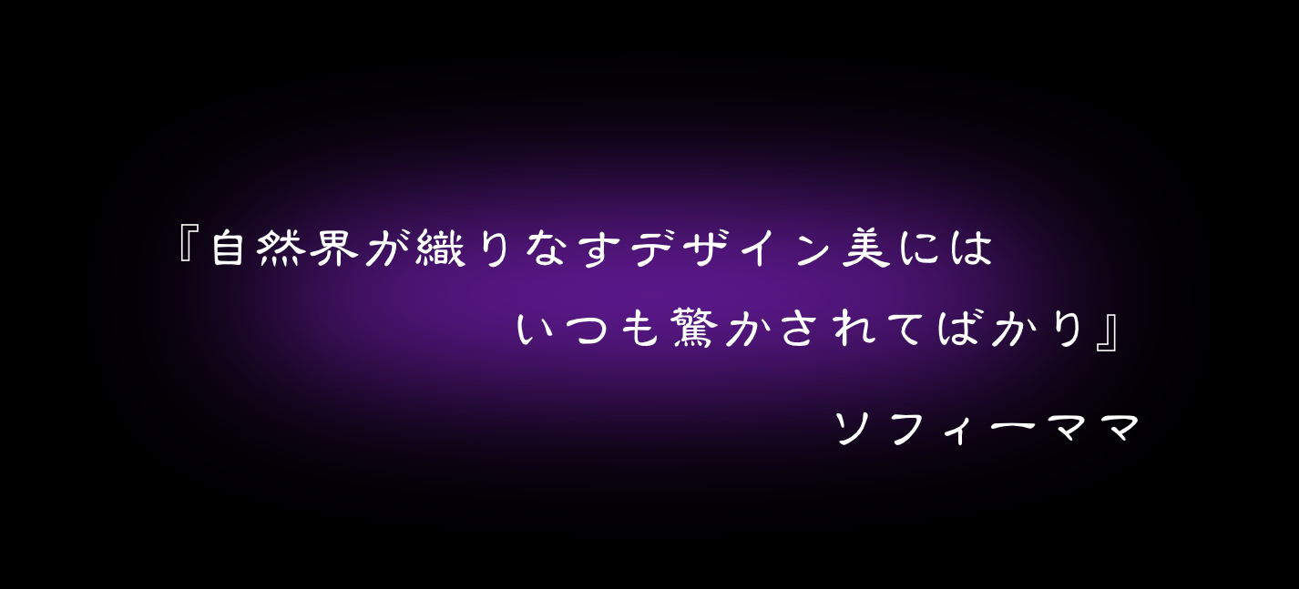 『自然界が織りなすデザイン美には　いつも驚かされてばかり』　ソフィーママ